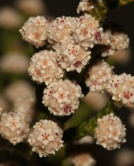 Brunia microphylla