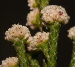 Brunia microphylla