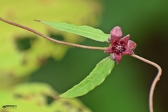Hemidesmus indicus