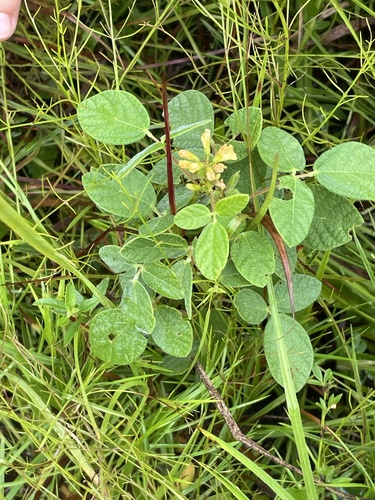 Twining Snoutbean (Rhynchosia tomentosa)