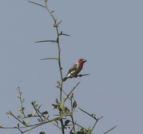 Vieillot's Barbet