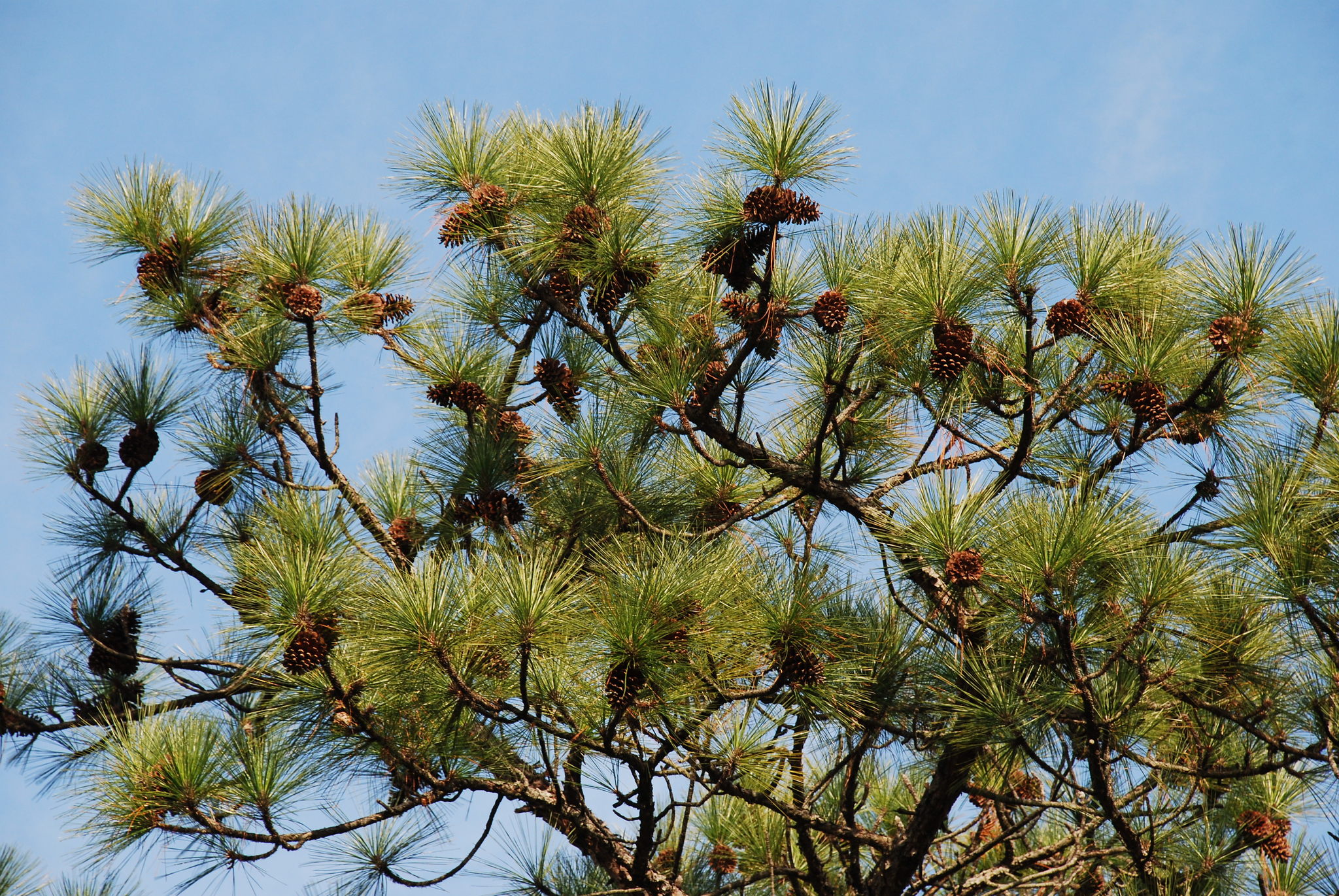 Pinos, Ocotes Y Piñones (Género Pinus) · NaturaLista Mexico