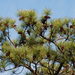 American Hard Pines - Photo (c) Douglas Goldman, some rights reserved (CC BY), uploaded by Douglas Goldman