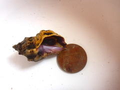 Mexacanthina angelica