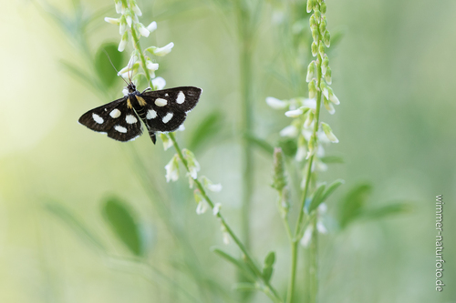 Anania funebris