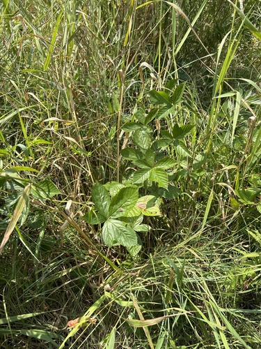 New England blackberry (Rubus semisetosus)