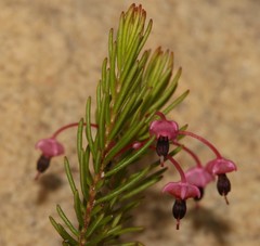 Erica rubiginosa