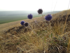 Echinops ritro ruthenicus