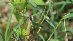 Rhodobaenus
