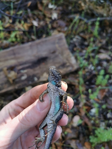 iNaturalist observation photo of Western Fence Lizard