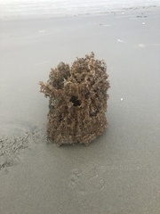 Clathria prolifera