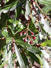 Comarostaphylis discolor