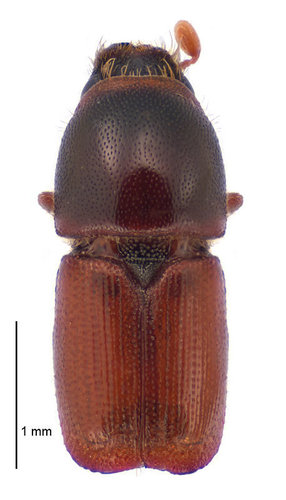 Small Elm Bark Beetle