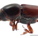 Elm Bark Beetle - Photo (c) Landcare Research New Zealand Ltd., some rights reserved (CC BY)