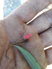 Comarostaphylis discolor