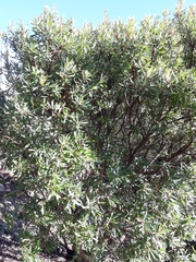 Comarostaphylis discolor