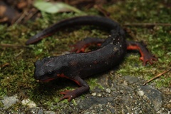 Sword-Tailed Newt photo 1