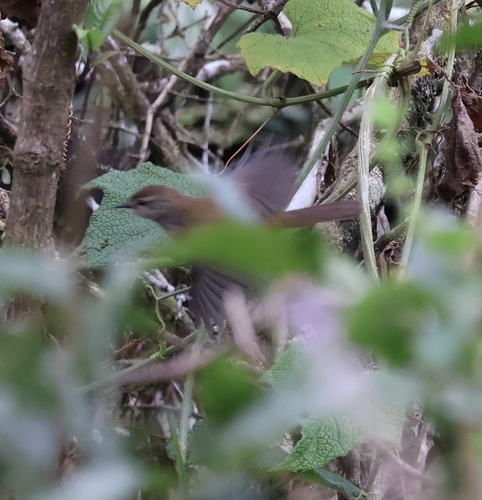 iNaturalist image