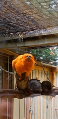 Leontopithecus rosalia