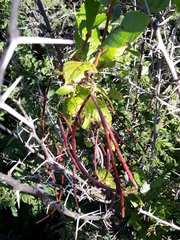 Bignonieae