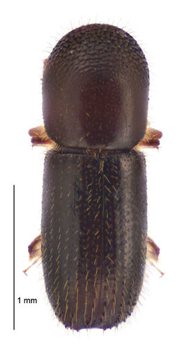 Lesser shot hole borer