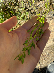 Draba glabella, photograph (c) Ingvild Riska, some rights reserved (CC BY)