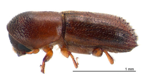 Keyhole Ambrosia Beetle photo 3