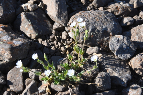 Bialynick's Mouse-ear Chickweed (Cerastium bialynickii)