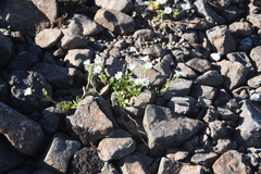Cerastium bialynickii