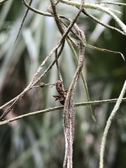 Ophiocordyceps camponoti-floridani
