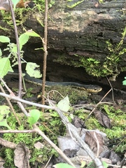 Thamnophis sirtalis semifasciatus