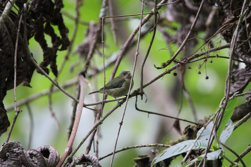 Golden-collared Honeycreeper (Iridophanes pulcherrimus), photo 4