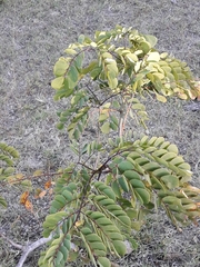 Albizia occidentalis