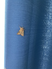 Noctuidae