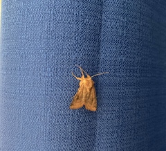 Noctuidae