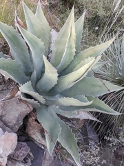 Agave salmiana crassispina