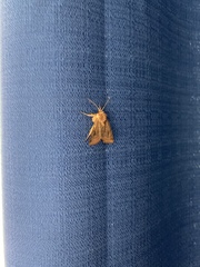 Noctuidae