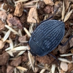 Eusattus reticulatus