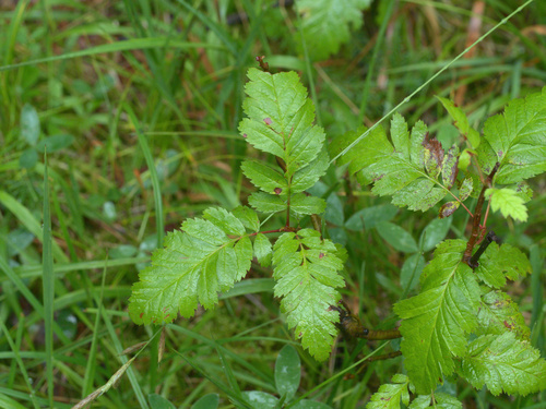 Swedish Service-tree (Hedlundia hybrida)