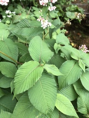 Koenigia campanulata