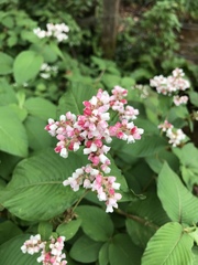 Koenigia campanulata