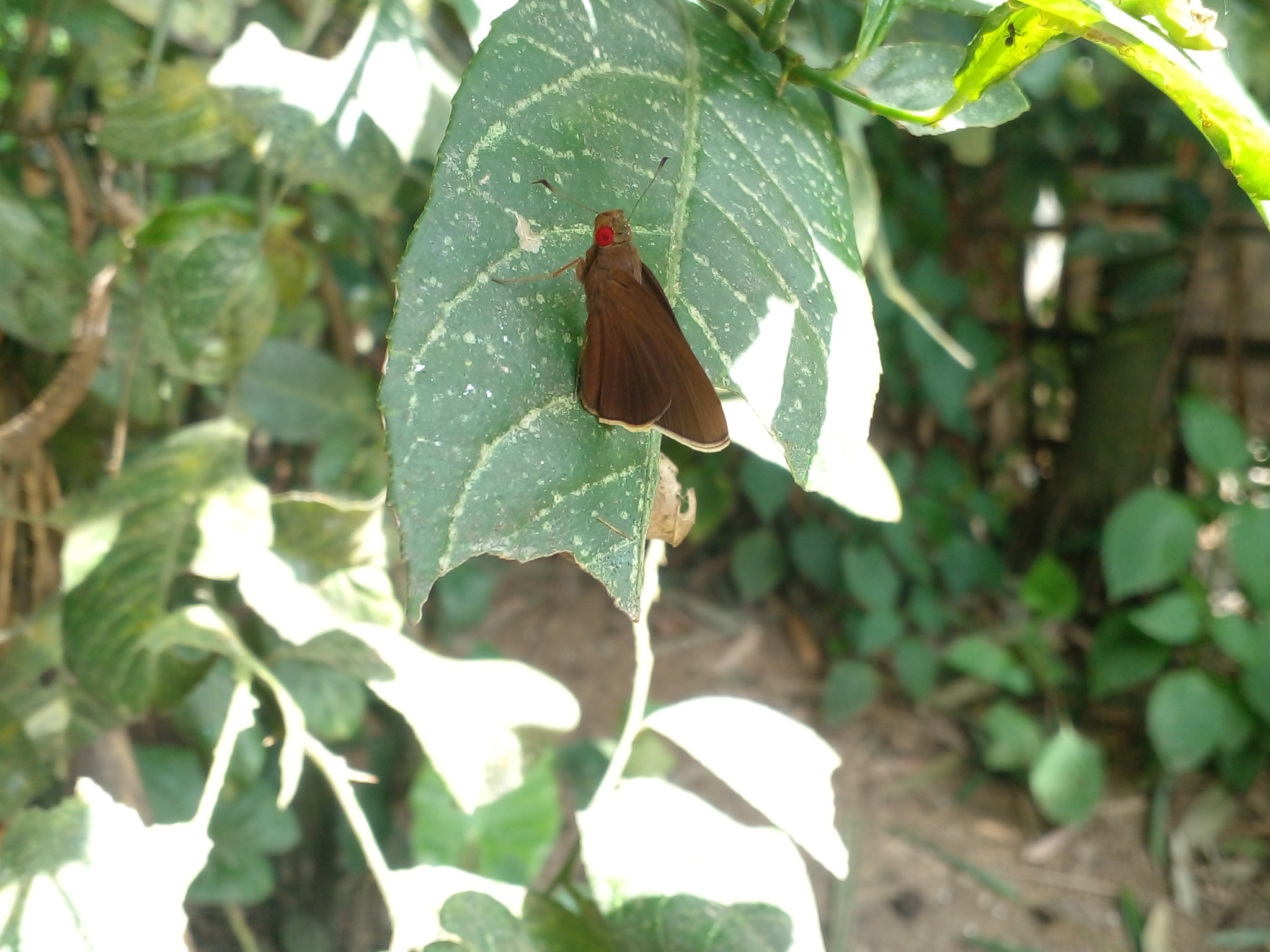 Common Branded Redeye