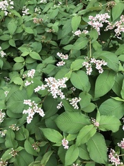 Koenigia campanulata