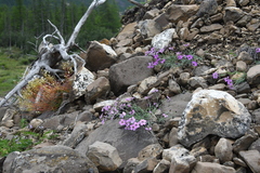 Dianthus repens