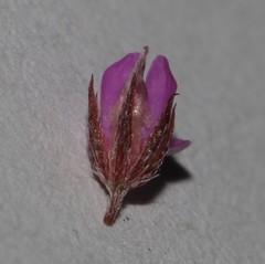 Indigofera mischocarpa