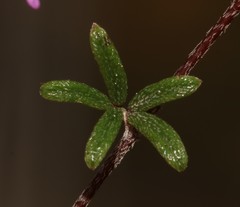 Indigofera mischocarpa