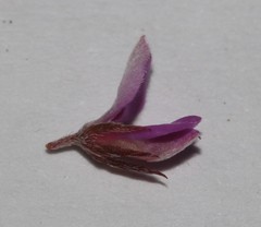 Indigofera mischocarpa