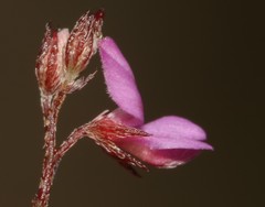 Indigofera mischocarpa