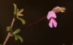 Indigofera mischocarpa