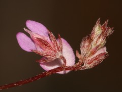 Indigofera mischocarpa